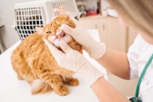 Kedilerde diş sağlığı