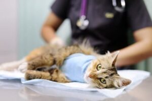 Hastalanmış tedavi edilen kediler