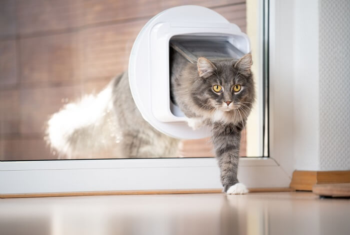 13 Adımda Kedinizi Evcil Hayvan Kapısı Kullanması İçin Nasıl Eğitirsiniz?