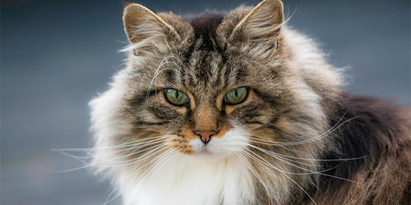 Read more about the article Norwegian Forest Cat ( Norveç Orman Kedisi)