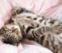 Kedinizi Bütün Gece Uyuması İçin Eğitmek İçin 11 İpucu