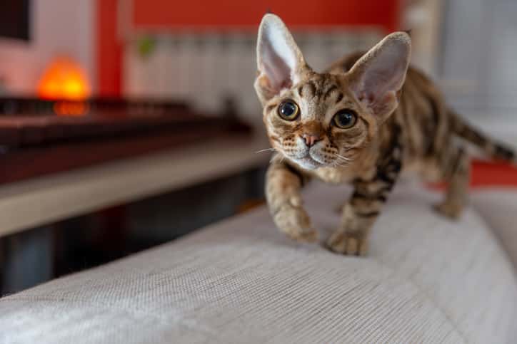 devon rex kedisi