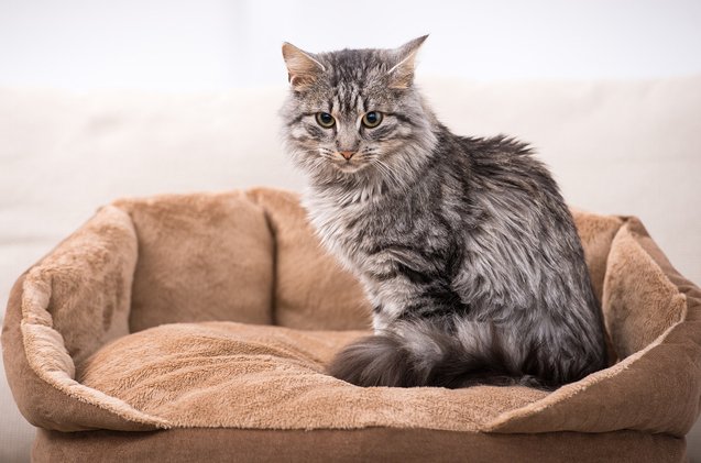 domestic medium hair cat