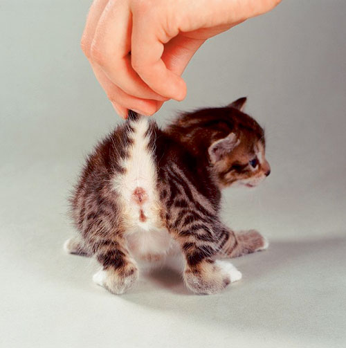 Yavru Kedi Cinsiyeti Nasıl Anlaşılır Yavru Kedi Cinsiyeti Nasıl Anlaşılır
