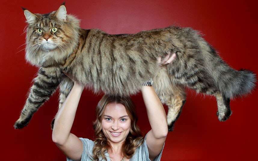 Read more about the article Maine Coon Kedisi