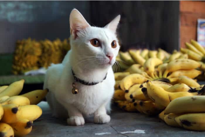 Cat surrounded by bananas
