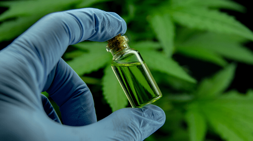 From Cannabis Plant to Oil How Is CBD