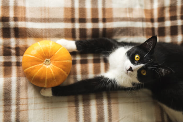 Is Pumpkin Good for Cats Feature