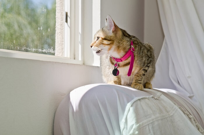 cat chirping in window