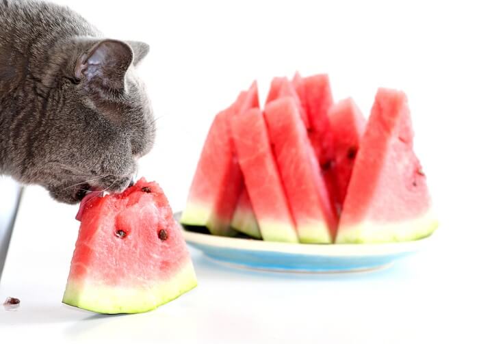 cat eating watermelon