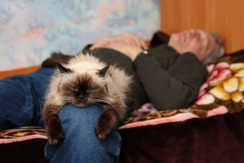 Kedi Sahibi Olmak ve Sağlığa 7 Faydası Kedi Sahibi Olmak