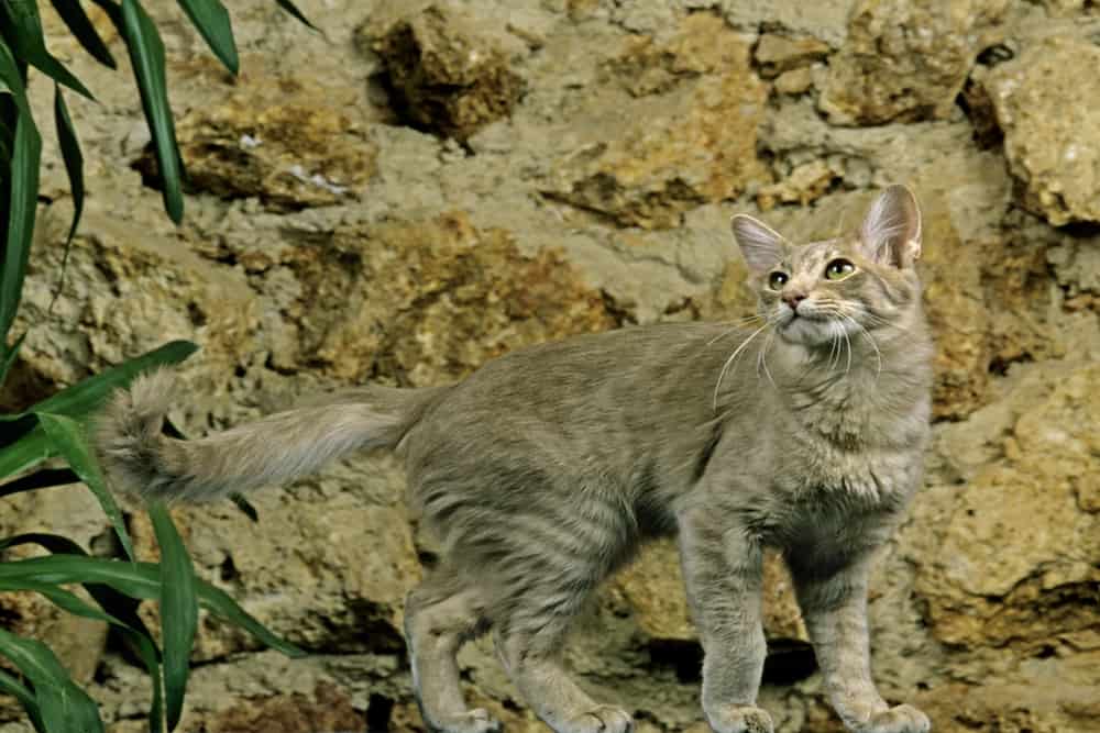 domestic longhair kedi bakimi