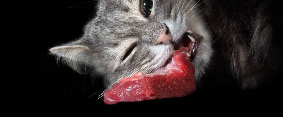 Kedilerde Yiyecek Saldırganlığı