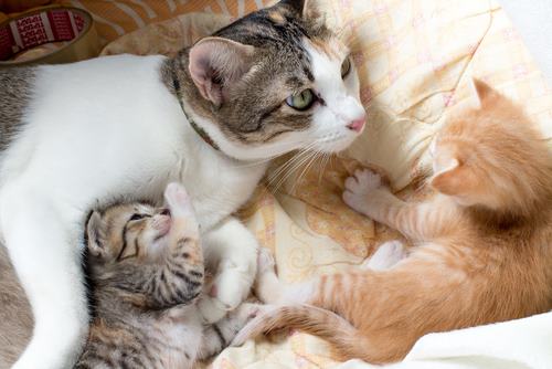 hamile kedi 3
