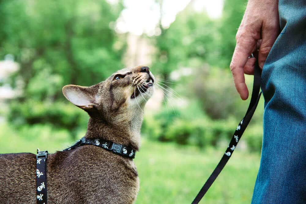 how to walk a cat on a leash 2