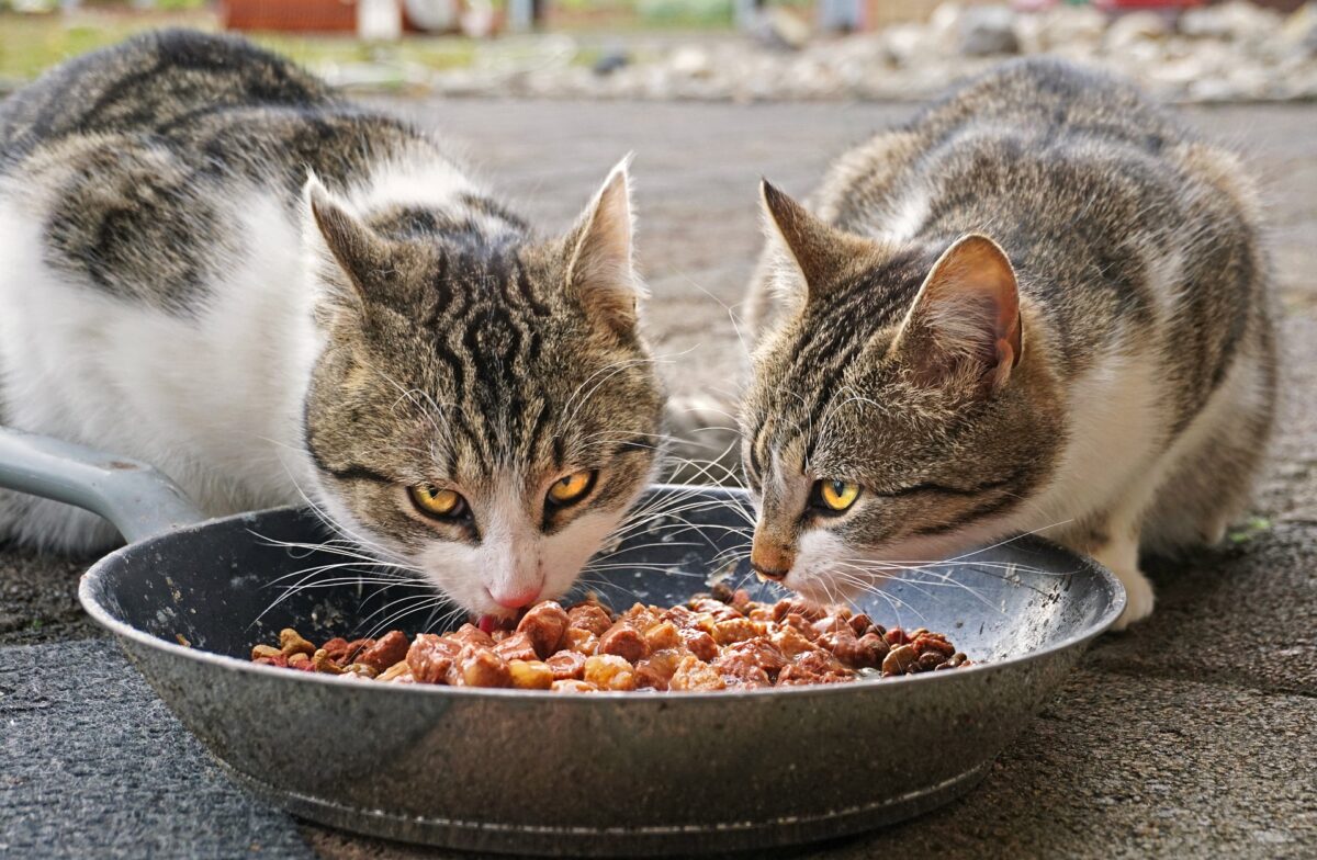 Kediler Köpek Maması Yiyebilir mi? Kediler Köpek Maması Yiyebilir mi?
