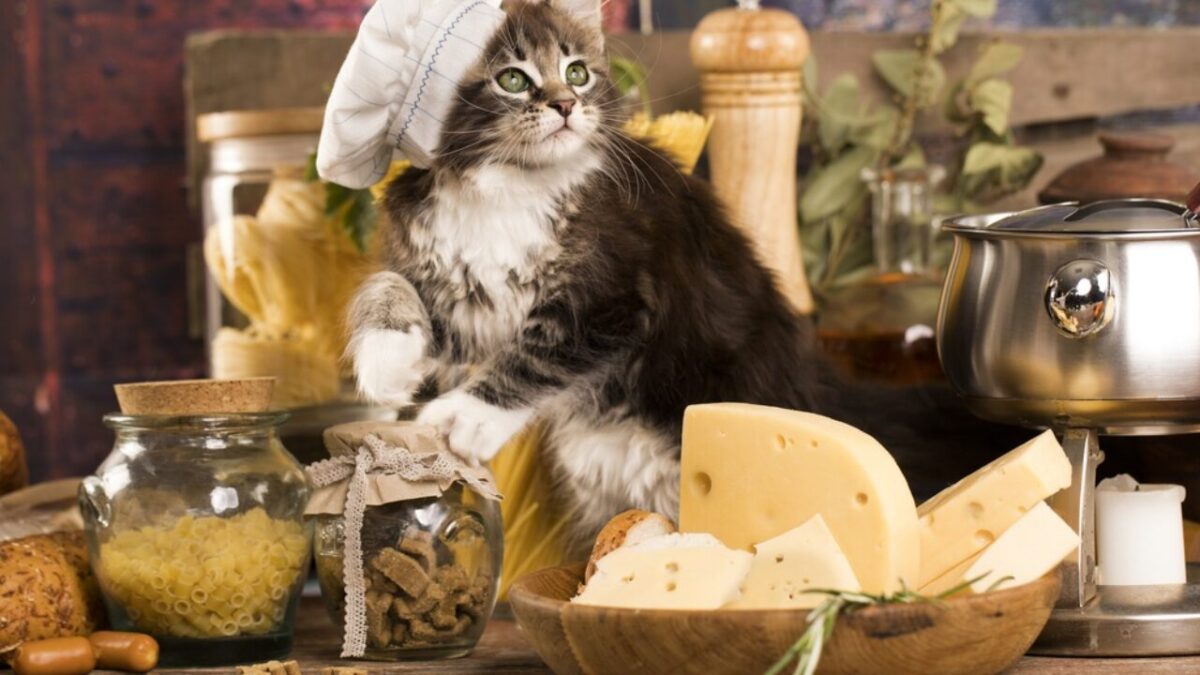 kediler peynir yer mi 3 1280x720 1