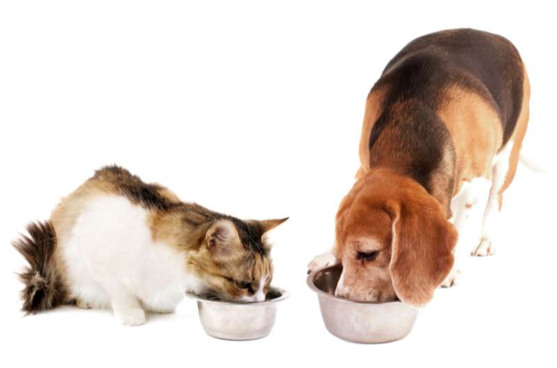 kediye kopek mamasi verilir mi kopekler kedi mamasi yiyebilir mi222222