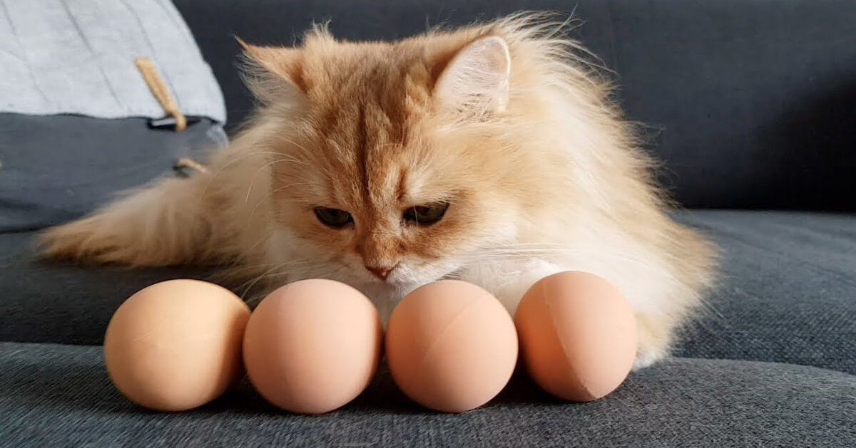 kediye ne siklikla yumurta verilir