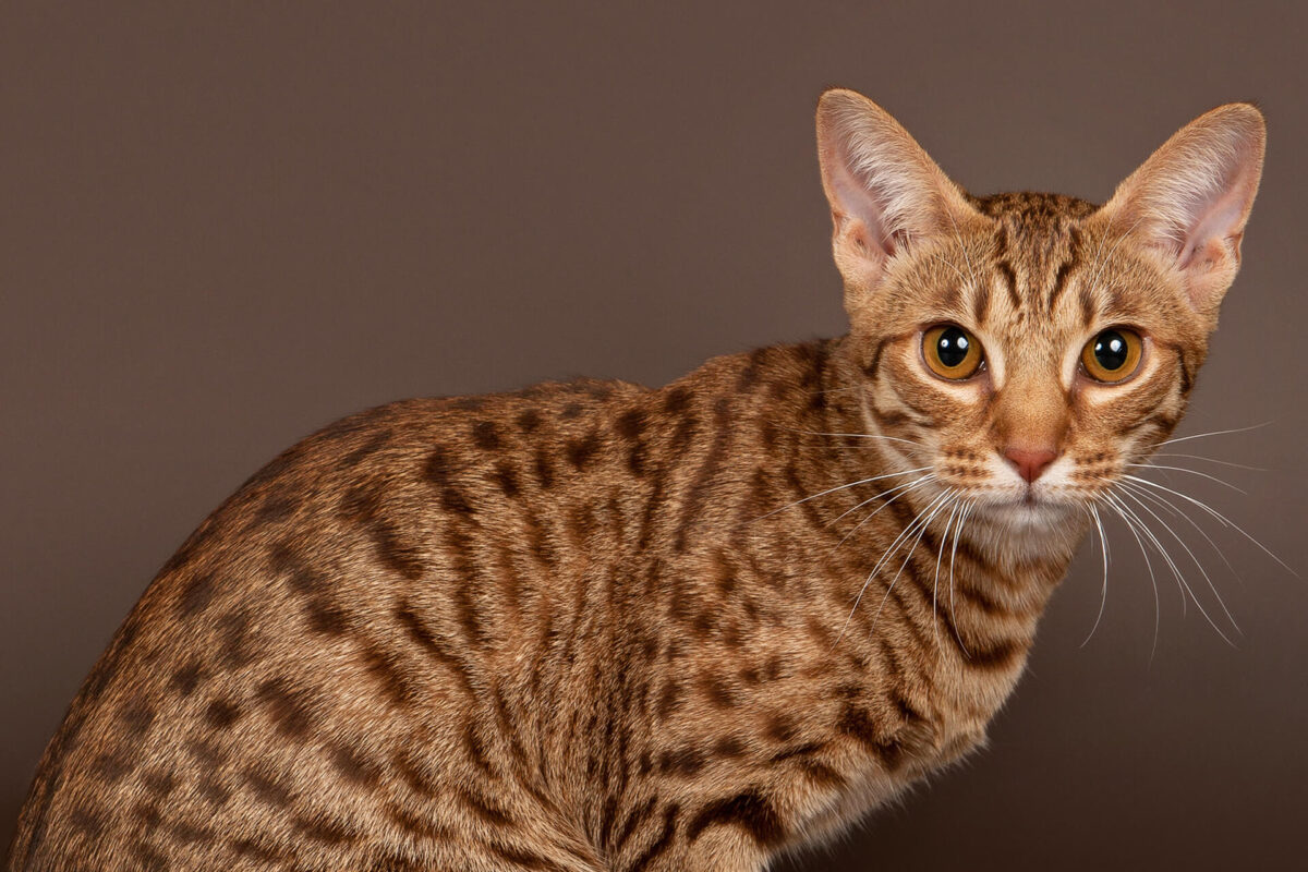 ocicat kedi cinsi ozellikleri ve bakimi