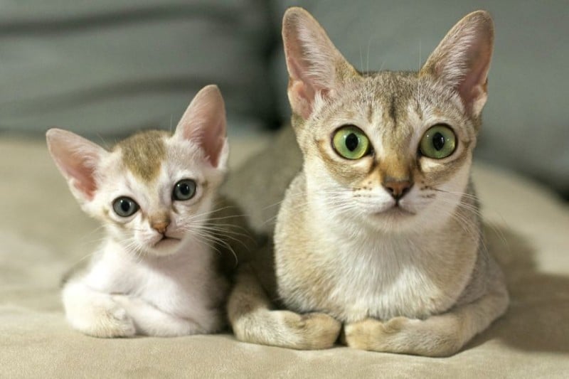 singapura cat breed facts information 1