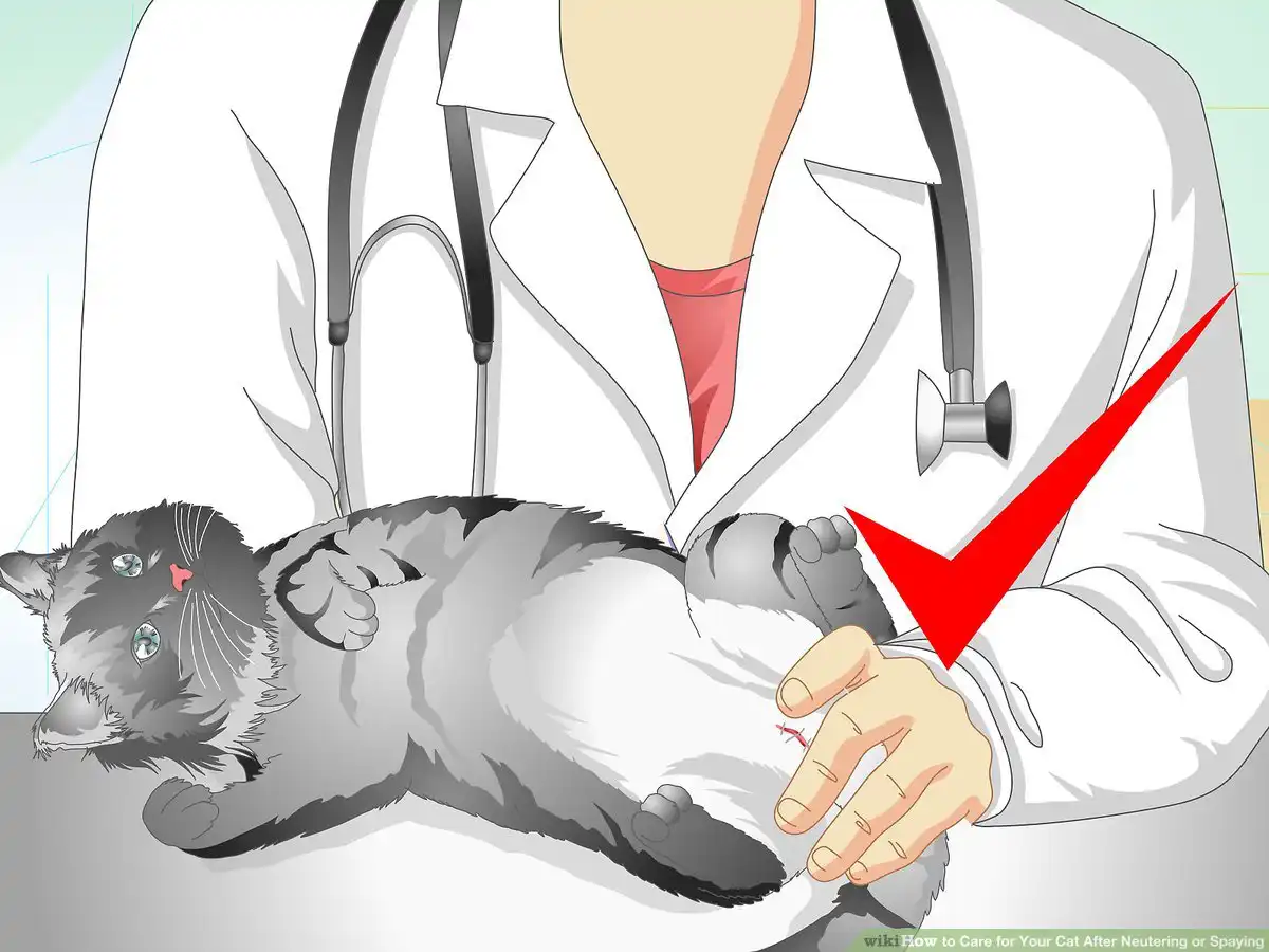 aid319011 v4 1200px Pflege Ihrer Katze nach der Kastration oder Kastration Schritt 20