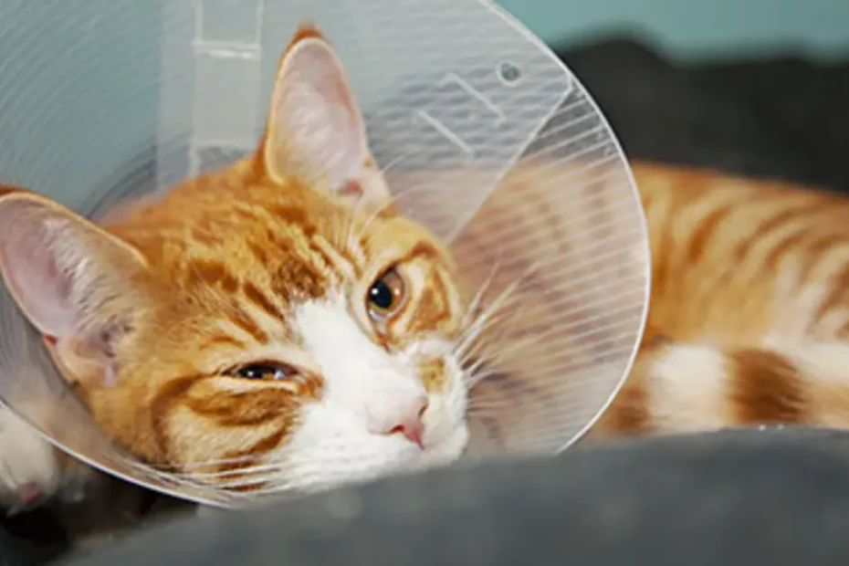 orange cat in cone after spay surgery