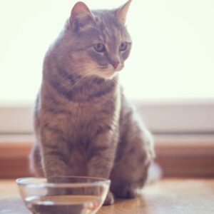 hydration cat 16x9 1